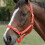 Roma (Pony, Red) Roma Horse Headcollar and Leadrope 2