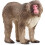 Schleich Schleich Japanese Macaque 1