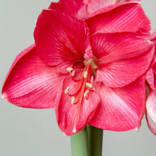 Amaryllis HERCULES. Carmine Pink.