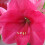 Amaryllis HERCULES. Carmine Pink. 2