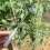 Small Weed Puller With 4 Teeth, Gardening Hand Tools, Weed Remover Tool 2