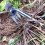 Small Weed Puller With 4 Teeth, Gardening Hand Tools, Weed Remover Tool 4