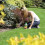Miracle-Gro Miracle-Gro All Purpose Continuous Release Plant Food 900G 6