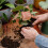 Westland Houseplant Potting Mix 10L 4