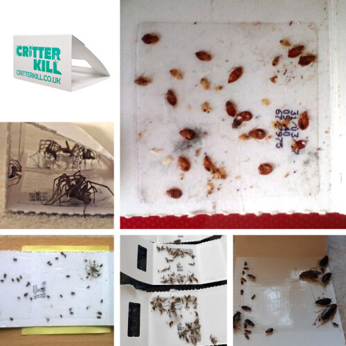 30 X BEDBUG TRAP KILLER KILLS BED BUGS