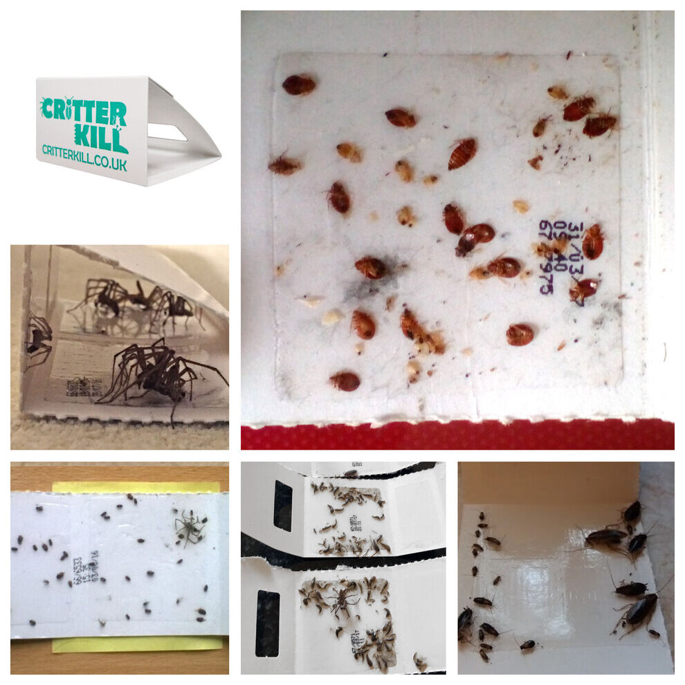 Maneka Ltd 30 X Bedbug Trap Killer Kills Bed Bugs