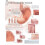 Understanding the Stomach Paper Poster Laminated Poster 1
