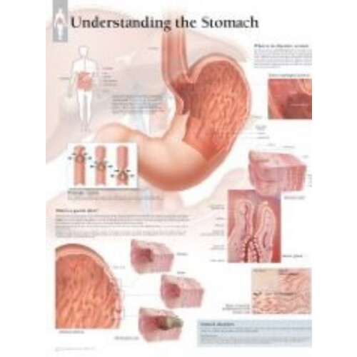 Understanding the Stomach Paper Poster Laminated Poster