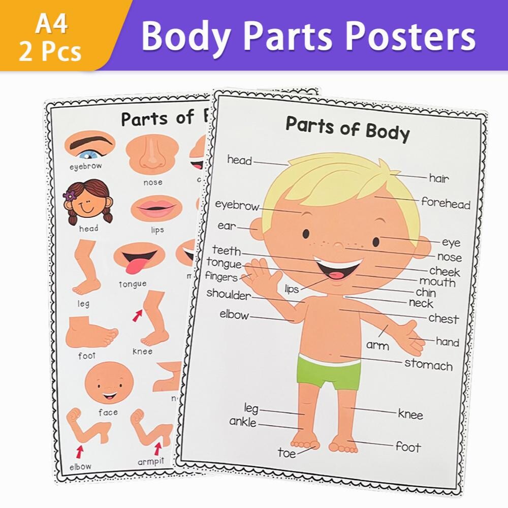 2Pcs A4 Human Body Educational Learning Posters Body Parts Learning ...