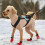 (6) Non-Stop Dogwear Freemotion Harness, Black 3