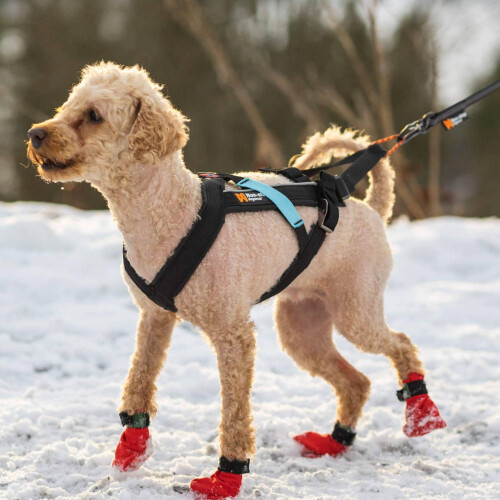 (6) Non-Stop Dogwear Freemotion Harness, Black 2