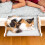 Hangmat voor Katten Hamacat InnovaGoods 3