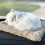(White) Cat That Meows When Touched,Simulation Cat, Plush Doll,Simulation Cute Pet 1