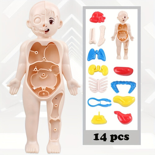 Montessori 3D Puzzle Human Body Anatomy Model Educational Learning ...