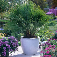 You Garden - Hardy Fan Palm Chamaerops humilis 60-80cm Tall in 20cm Pot, Bushy Palm Trees for Gardens - Perfect for Exotic