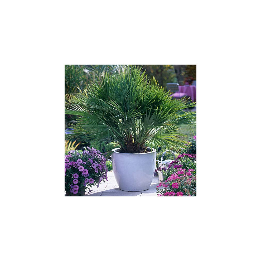 You Garden - Hardy Fan Palm Chamaerops humilis 60-80cm Tall in 20cm Pot, Bushy Palm Trees for Gardens - Perfect for Exotic