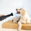 Pet Hair Dryers for Dog Grooming Hairdryer Blower Low Noise 2800W High Velocity Dryer Speed Adjustable with 3 Nozzles 11