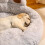 Calming Donut Dog Bed - Soft Faux Fur Cat Bed - Machine Washable 6