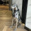 Dobermann Hund Kunst Tier Statuen Figur Zimmerdekoration 2