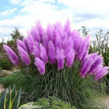 500pcs Ornamental Grass Pampas Seeds Purple Cortaderia Selloana Home Garden Decor