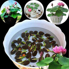 1 Bag Lotus Seeds Mini Non GMO Mixed Bonsai Lotus Bowl Seeds for Garden