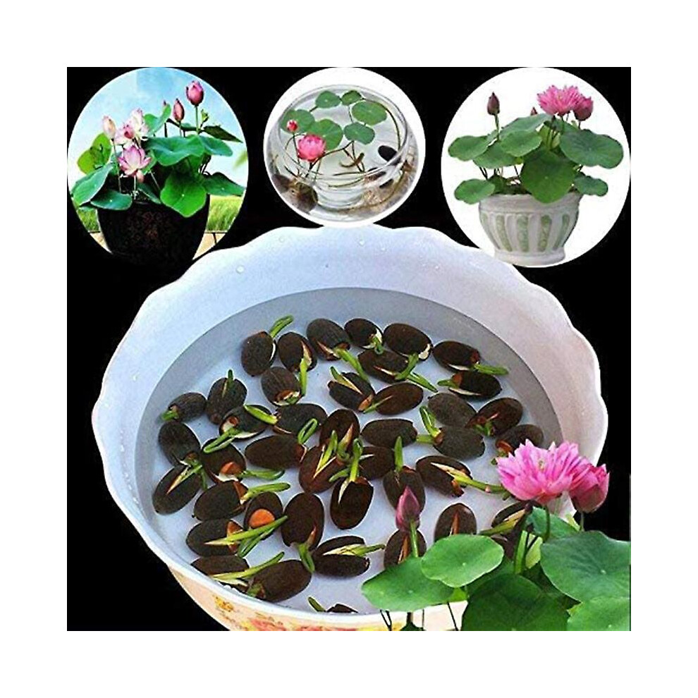 1 Bag Lotus Seeds Mini Non GMO Mixed Bonsai Lotus Bowl Seeds for Garden