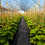 Casart Weed Barrier Fabric 50M x 1M Weed Control PP Mat W/ Guide Line 9