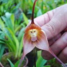 50Pcs Monkey Face Orchid Seeds Flourishing Beautifying Compact Decorative Landscaping Fantasy Plant Seeds Yard Supplies