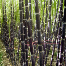 50pcs Sugarcane Seeds Delicious Juicy Fruit Plant Home Garden Yard Farm Decor