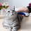 Pet combs, electric pet combs, cat combs/dog combs, grooming combs can effectively remove floating hair 4