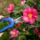 3-pack Garden Pruning Shears, Stainless Steel Trimming Scissors, Pruner Snips With Precision Straight Sharp Blades 6