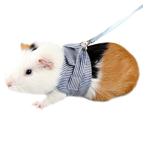 Small Pet Guinea Pig Rabbit Harness and Leash Blue Stripe Vest,S 2