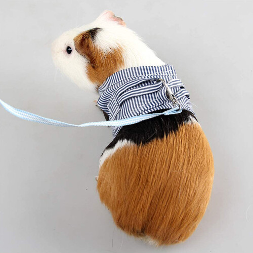 Small Pet Guinea Pig Rabbit Harness and Leash Blue Stripe Vest,S 1