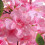 Living And Home 180cm Artificial Cherry Blossom Tree in Pot for Decoration 4