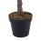 Living And Home 180cm Artificial Cherry Blossom Tree in Pot for Decoration 5