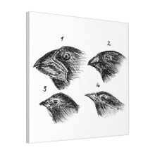 Canvas Print Only Darwin's Finches Wall Art Poster Room Decor 18x18 inch No Frame