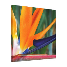 Canvas Print Only Bird Of Paradise Wall Art Poster Room Decor 18x18 inch No Frame