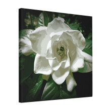 Canvas Print Only White Gardenia In The Shadows Wall Art Poster Room Decor 18x18 inch No Frame