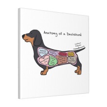 Canvas Print Only Anatomy Of A Dachshund Wall Art Poster Room Decor 18x18 inch No Frame