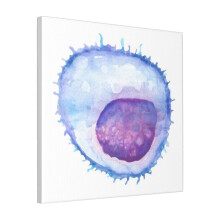 Canvas Print Only B Cell WBC White Blood Cell Wall Art Poster Room Decor 18x18 inch No Frame