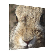 Canvas Print Only Bunny Wall Art Poster Room Decor 18x18 inch No Frame