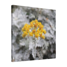 Canvas Print Only Bright Yellow In Front Of White Flowers Wall Art Poster Room Decor 18x18 inch No Frame