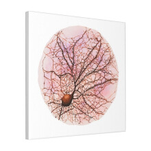 Canvas Print Only Dendritic Tree And Spines Of An Hippocampal Neuron - Watercolour -k Wall Art Poster Room Decor 18x18 inch No Frame