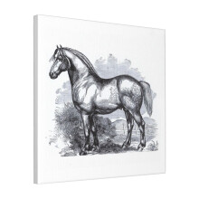 Canvas Print Only Vintage Horse Etching Victorian 1800s Draft Horse Sketch Wall Art Poster Room Decor 18x18 inch No Frame