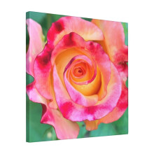 Canvas Print Only Orange N' Red Rose Wall Art Poster Room Decor 18x18 inch No Frame