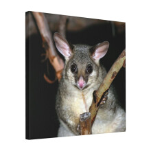 Canvas Print Only Australian Brushtail Possum Wall Art Poster Room Decor 18x18 inch No Frame