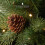 (5ft) VeryMerry 'Ascot' Pre Lit Christmas Tree 4