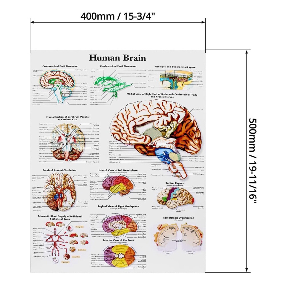 Brain Anatomy Poster, 2 Pack Laminated Human Brain Chart, Medicine ...