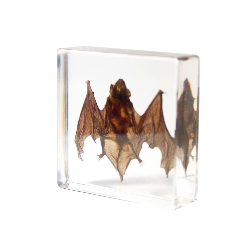 Taxidermy Bat, Bat Specimens Animal Specimen In Resin For Science Classroom Science Education, Great Gift