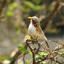 Artificial Bird Feathered Realistic Sparrow Home Garden Tree Decoration 1